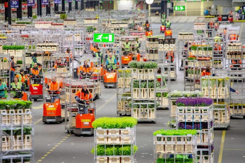 Aalsmeer: Flower Auction Royal Flora Holland Entry Ticket - What to Expect from Your Visit to Royal FloraHolland