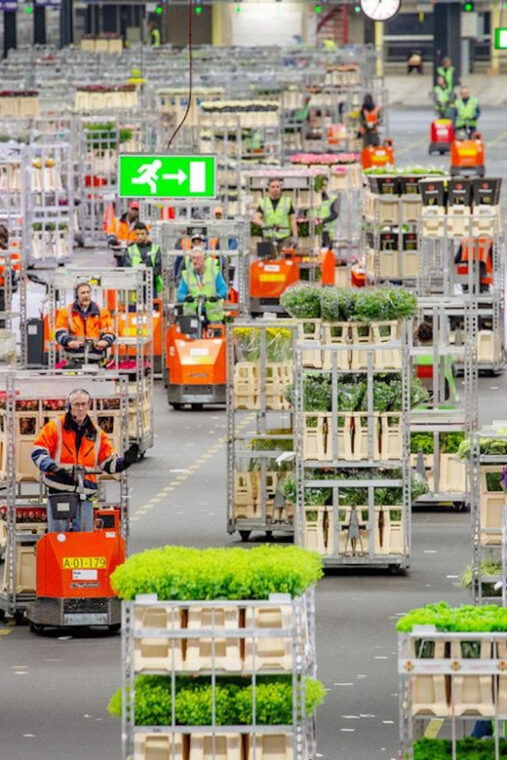 Aalsmeer: Flower Auction Royal Flora Holland Entry Ticket - Additional Considerations and Practical Tips