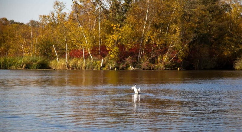 Aalsmeer: Traditional Dutch Barge Lake Cruise - Introduction: Relaxing, Scenic, and Authentic
