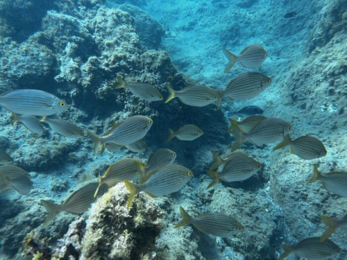 Abades: Guided Snorkeling Tour With Photos - Inclusions and Exclusions