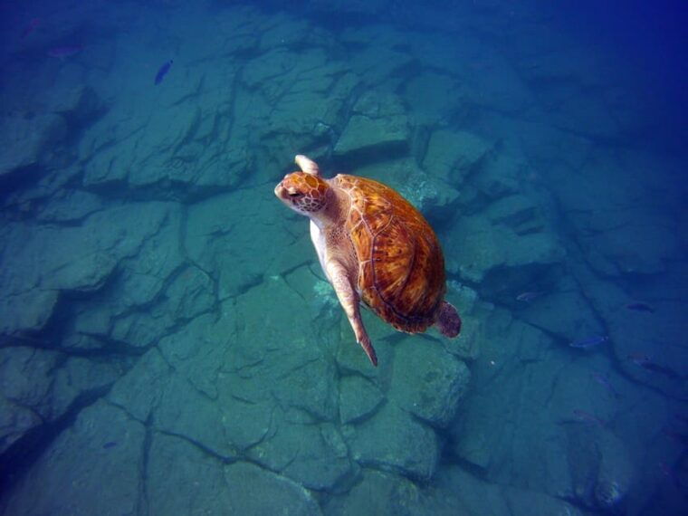 Abades: Paddle Surf and Snorkel With Turtles in a Volcanic Reef - Catching a Glimpse of Sea Turtles