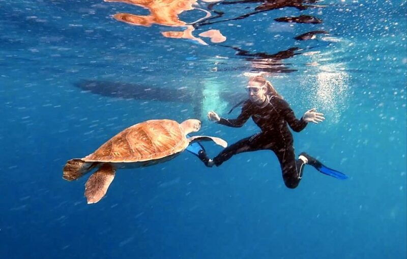 Abades: Tenerife Turtles and Rays Snorkeling Trip - Exploring the Volcanic Underwater Landscape