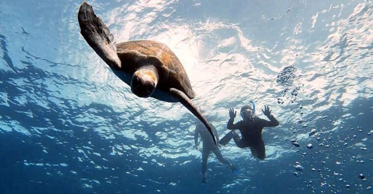 Abades: Tenerife Turtles and Rays Snorkeling Trip - Encountering Sea Turtles and Rays