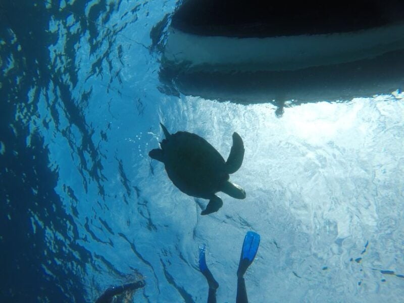 Abades: Tenerife Turtles and Rays Snorkeling Trip - The Marine Biologist Guides Expertise