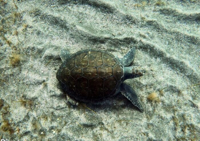 Abades: Tenerife Turtles and Rays Snorkeling Trip - Included Services and Equipment