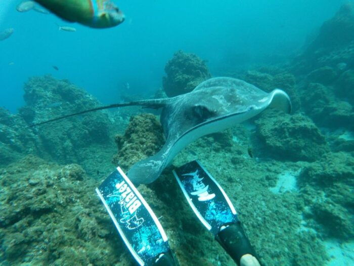 Abades: Tenerife Turtles and Rays Snorkeling Trip - Frequently Asked Questions