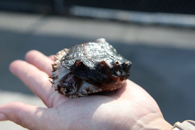 Abalone Farm Tour - Farm Location and Duration