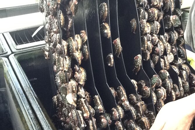 Abalone Farm Tour - Meeting and Pickup Details