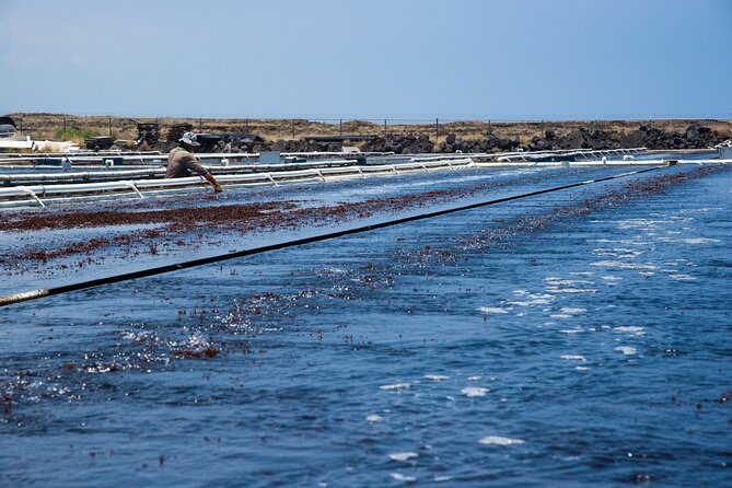 Abalone Farm Tour - Common Questions