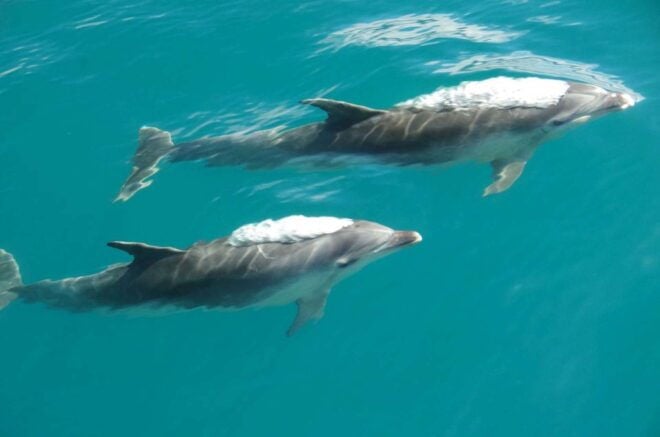 Abel Tasman National Park Scenic Cruise - Wildlife and Natural Attractions