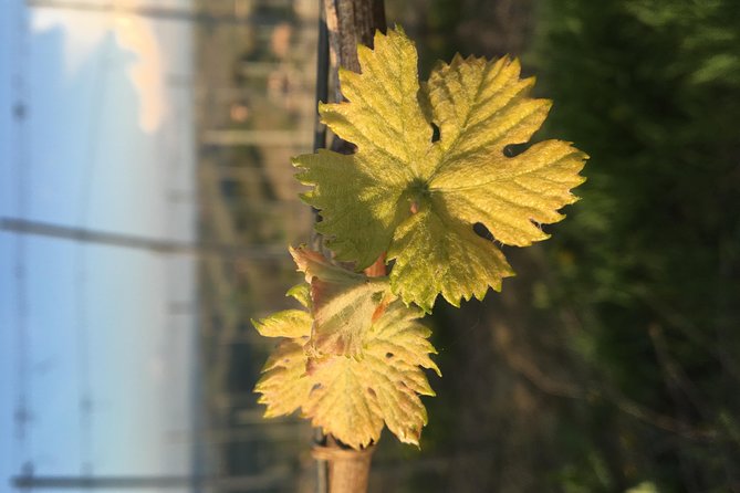 Abellonio Cascina Piccaluga - Visit to the Vineyards, to the Wine Tasting Cellar - What to Expect