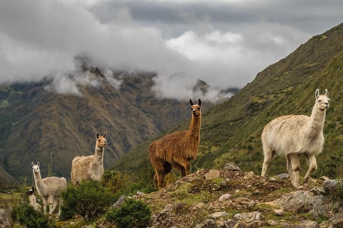 Abra of Lares Biking Tour From Cusco - Tour Accessibility
