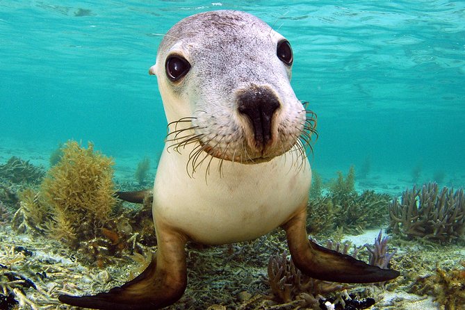 Abrolhos Islands 5 Day Cruise - Dining Options