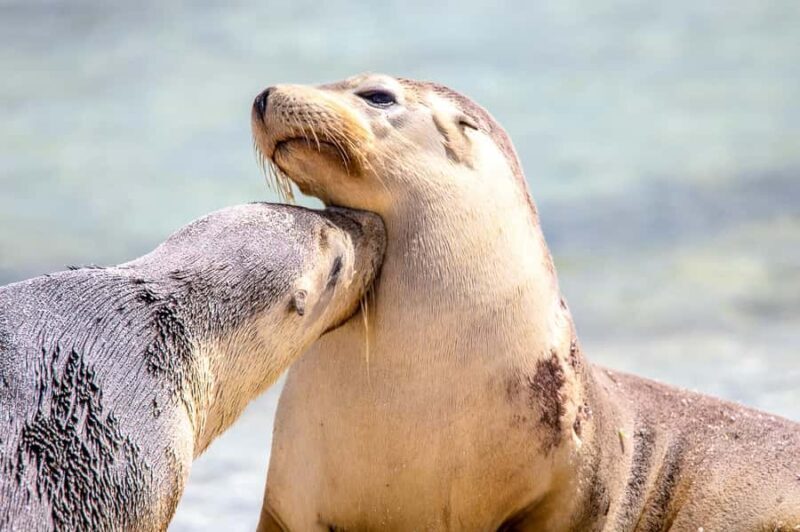 Abrolhos Islands 5 Day Cruise & Fly from Geraldton - An In-Depth Look at the Abrolhos Islands 5-Day Cruise & Fly  