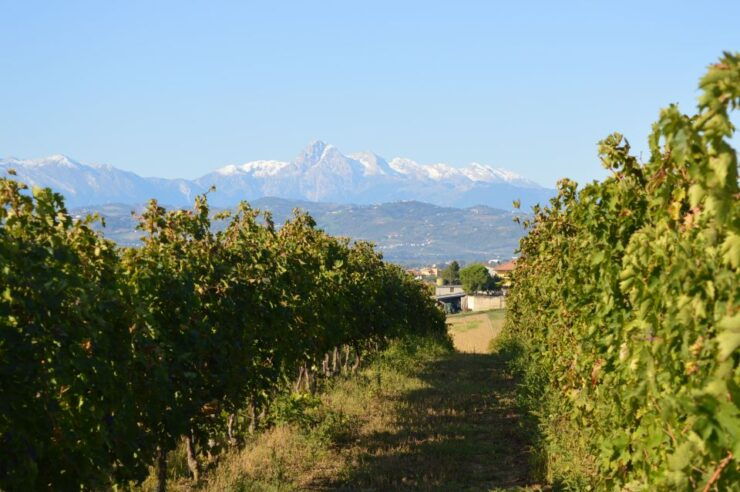 Abruzzo: Historic Cellar Wine Tour and Tasting - Activity Details