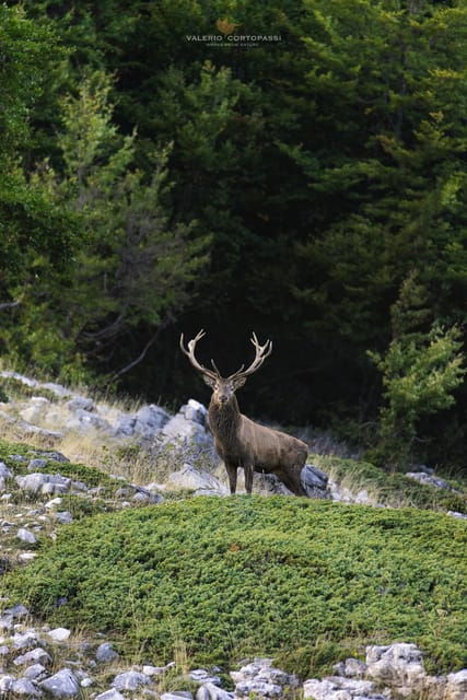 Abruzzo, Lazio and Molise National Park: Trekking&Wildlife. - The Experience: Pros and Cons
