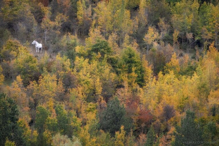 Abruzzo, Lazio and Molise National Park: Trekking&Wildlife. - Frequently Asked Questions