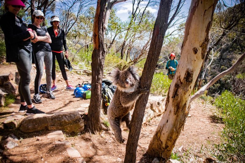 Abseiling Adventure in Adelaide - Three hours is a useful half-day commitment