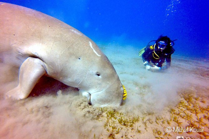 Abu Dabab Swim With Turtles - Destination Overview