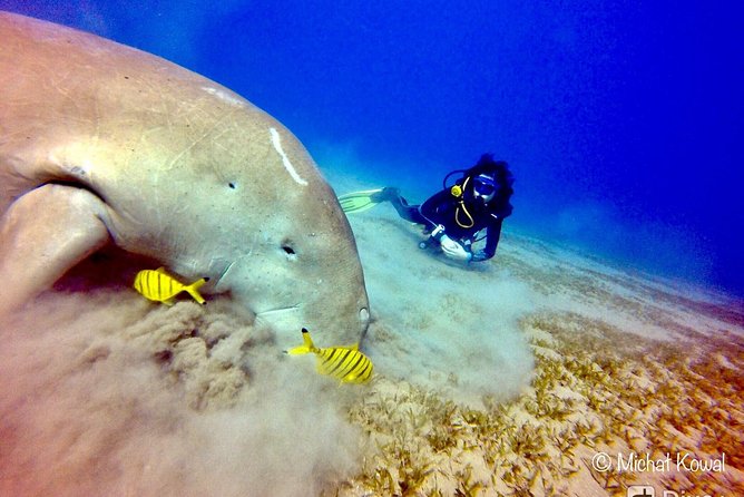 Abu Dabab Swim With Turtles - Turtle Encounter Experience