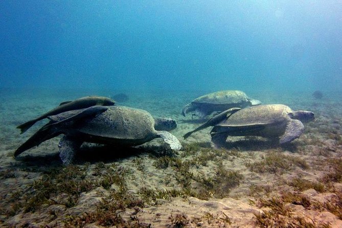 Abu Dabbab Beach Full Day From Hurghada - Booking and Confirmation Process