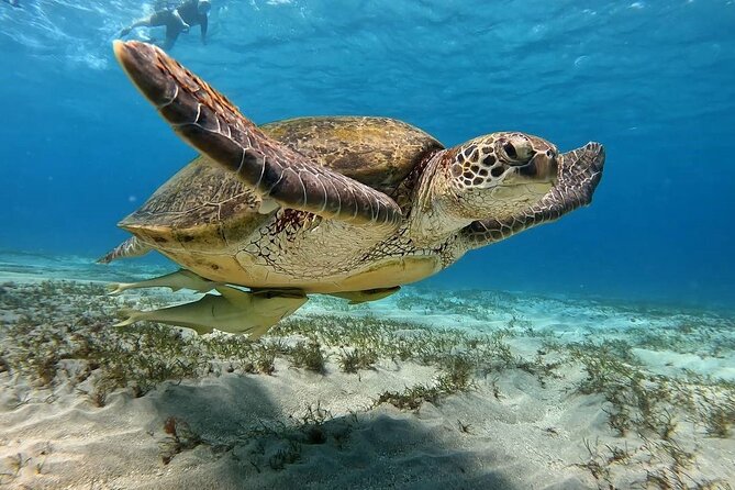Abu Dabbab Beach Full Day Trip With Turtles - Pricing and Booking