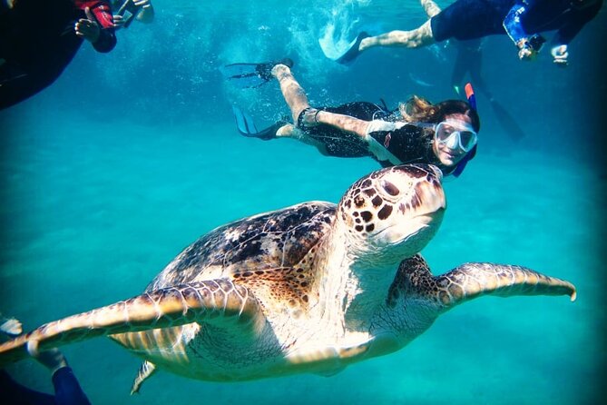 Abu Dabbab Beach Full Day Trip With Turtles - Lowest Price Guarantee