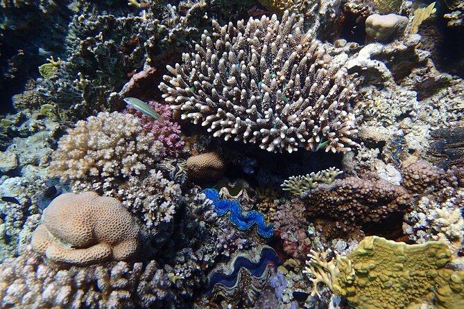 Abu Dabbab Beach Full Day Trip With Turtles - Specialist Guide and Snorkeling Gear