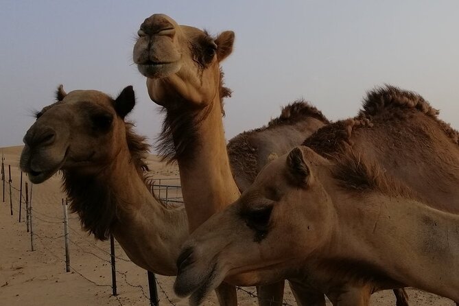 Abu Dhabi: 7-Hours Desert Safari With BBQ, Camel Ride & Sandboarding - Tour Overview and Inclusions