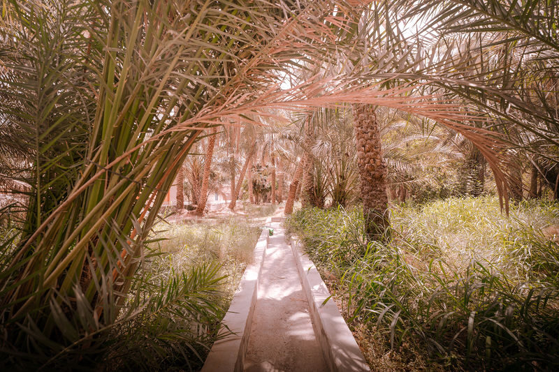 Abu Dhabi Al Ain Full-Day Historical and Cultural Tour - The camel market, currently off the route