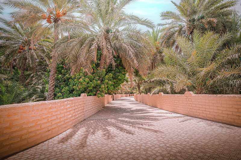 Abu Dhabi Al Ain Full-Day Historical and Cultural Tour - Lunch and the rhythm of a full day