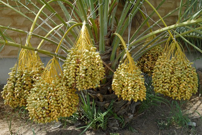 Abu Dhabi City Tour From Dubai - Private Abu Dhabi Sightseeing Tour - Historic Landmarks and Modern Masterpieces