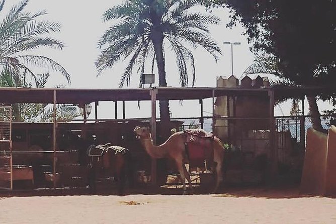 Abu Dhabi Cultural Tour With Falcon Hospital, Qasr Al Watan & Louvre Abu Dhabi ! - Common Questions