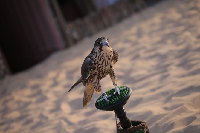 Abu Dhabi Desert Safari (Dune Bashing, BBQ Dinner, Camel Ride & Sand Skii) - Overview of Abu Dhabi Desert Safari