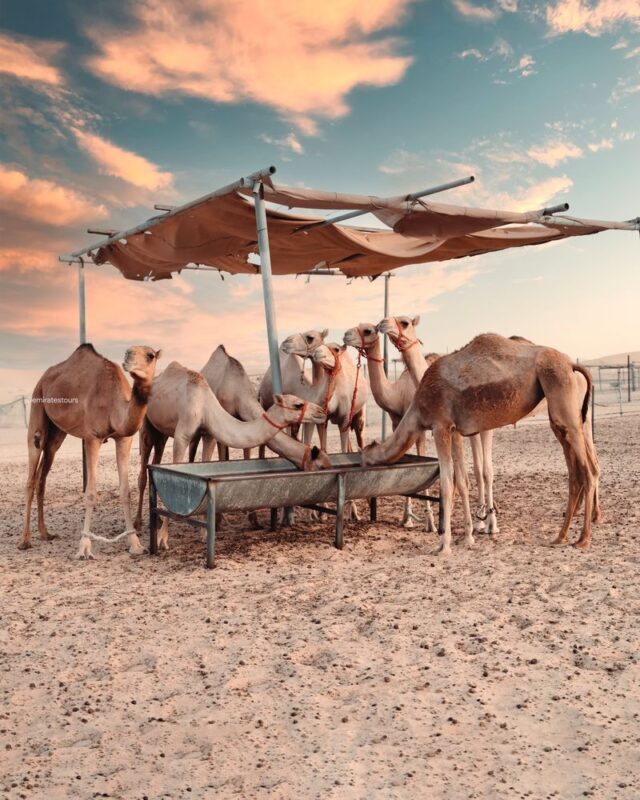 Abu Dhabi: Desert Safari with BBQ, Belly & Tanoura Dance - BBQ buffet and live shows round out the night