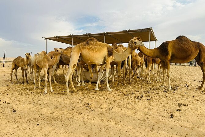 Abu Dhabi Desert Safari With BBQ Dinner & Live Shows - Recommended for All Ages