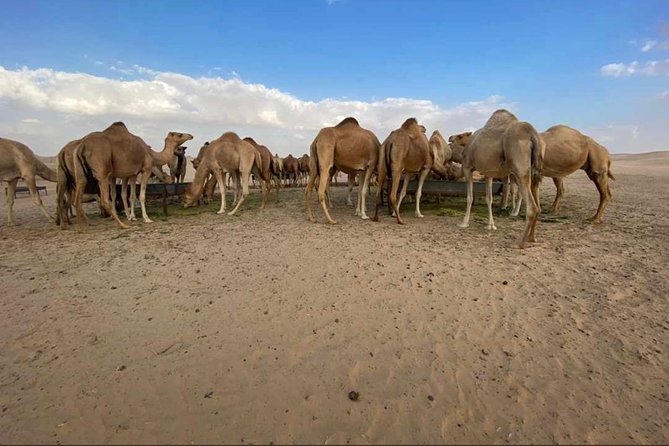 Abu Dhabi Desert Safari With BBQ Dinner,Sandboarding & Camel Ride - Unforgettable Memories