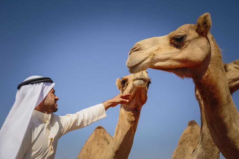 Abu Dhabi Evening Desert Safari with BBQ Dinner - Is the price good value?