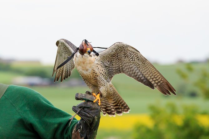 Abu Dhabi Falcon Hospital Tour - Emirati Culture and Falcons