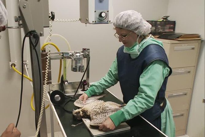 Abu Dhabi Falcon Hospital Tour - Falcon-Bedouin Relationship