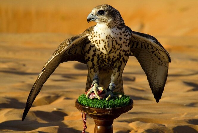 Abu Dhabi Falcon Hospital Tour Educational Tour About the Falcons With Transfers - Good To Know