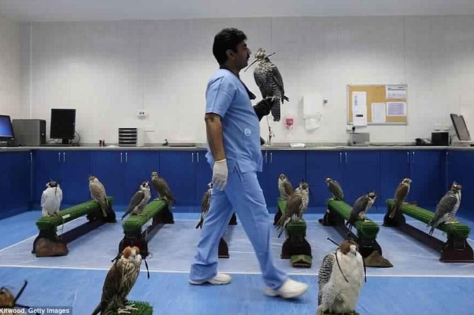 Abu Dhabi Falcon Hospital Tour Educational Tour About the Falcons With Transfers - Tour Highlights