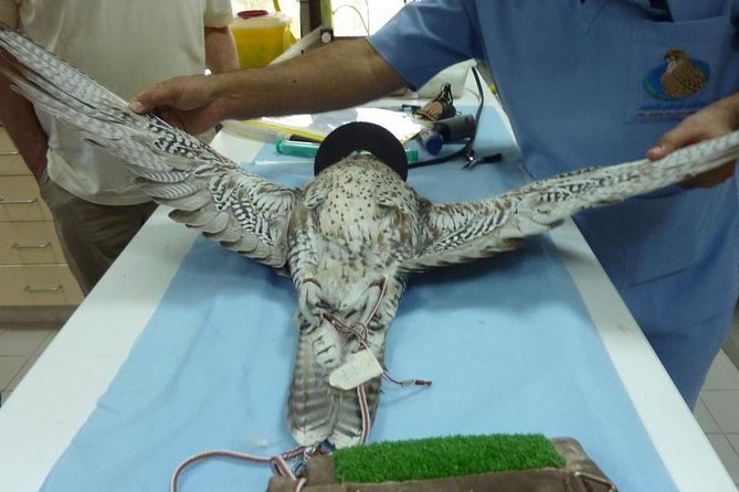 Abu Dhabi Falcon Hospital Tour Educational Tour About the Falcons With Transfers - Falcon Hospital Visit