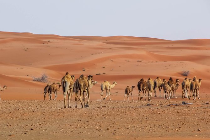Abu Dhabi Morning Desert Safari With Camel Ride & Sand Boarding - How to Get Assistance and Ask Questions
