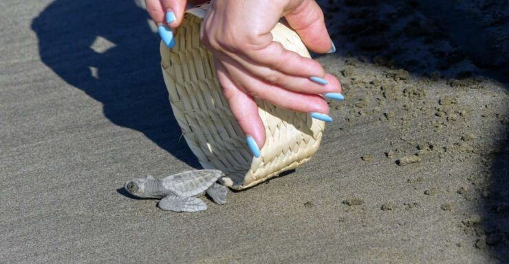 Acapulco: Baby Sea Turtle Release Experience With Pickup - Booking Details
