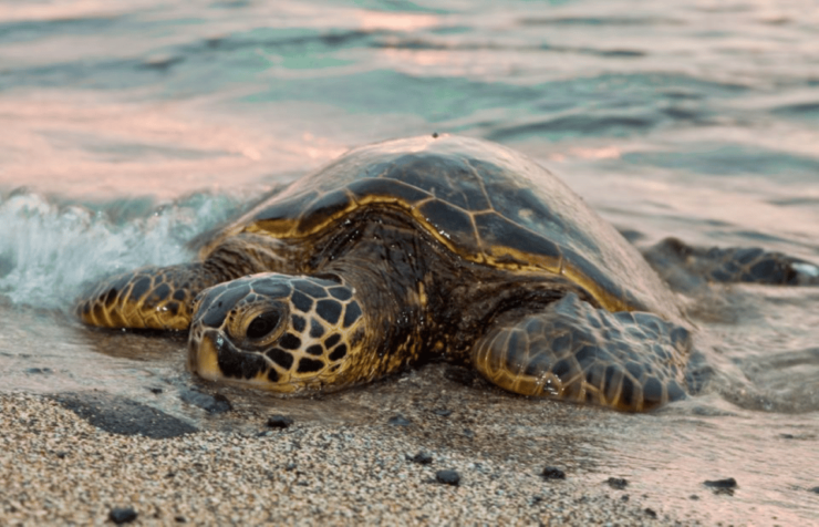 Acapulco: Barra Vieja Lagoon Tour - Tour Overview