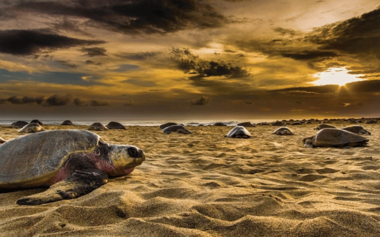Acapulco: Barra Vieja Lagoon Tour - Wildlife Experiences
