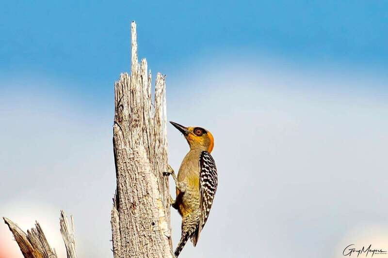 Acapulco: Early Birding Feathered Wonders with Breakfast - An In-Depth Look at the Acapulco Birding & City Tour