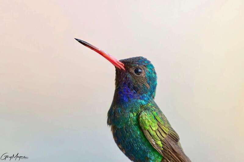 Acapulco: Early Birding Feathered Wonders with Breakfast - Final Thoughts: Is It Worth It?