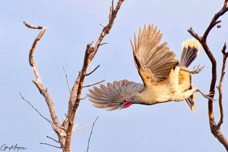 Acapulco: Early Birding Feathered Wonders with Breakfast - FAQs